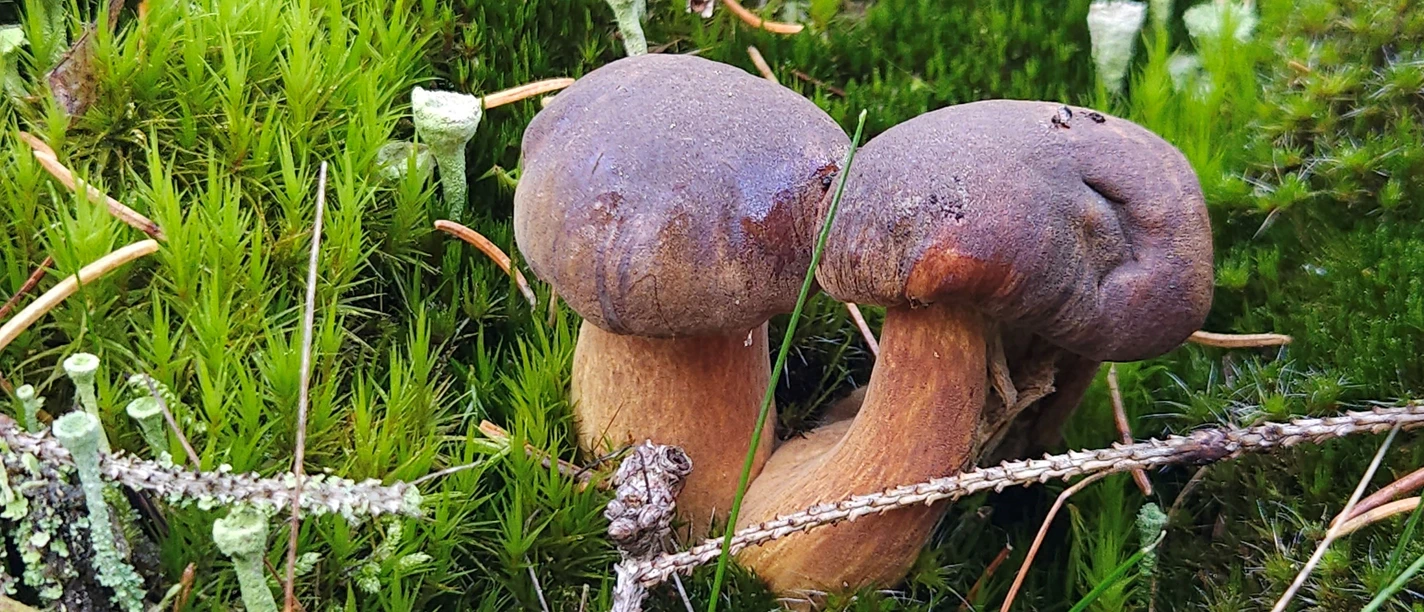 Fotografie_Pilz 2.jpg