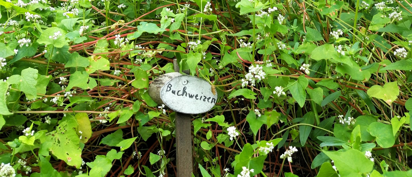Buchweizenblüte ©Emsland Moormuseum.jpg