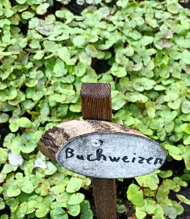 Knöterich Buchweizen im Frühling ©Emsland Moormuseum.jpg