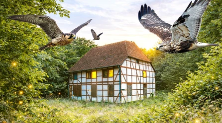 Walkemühle Greifvögel fliegen über eine Fachwerkmühle im Wald, umgeben von warmem Licht.