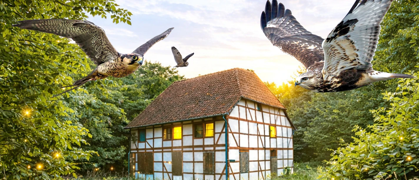 Walkemühle Greifvögel fliegen über eine Fachwerkmühle im Wald, umgeben von warmem Licht.
