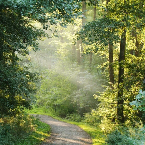 Sonnenstrahlen treffen auf einen Waldweg