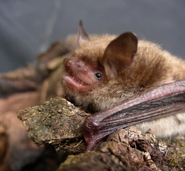 Fledermaus.jpg
