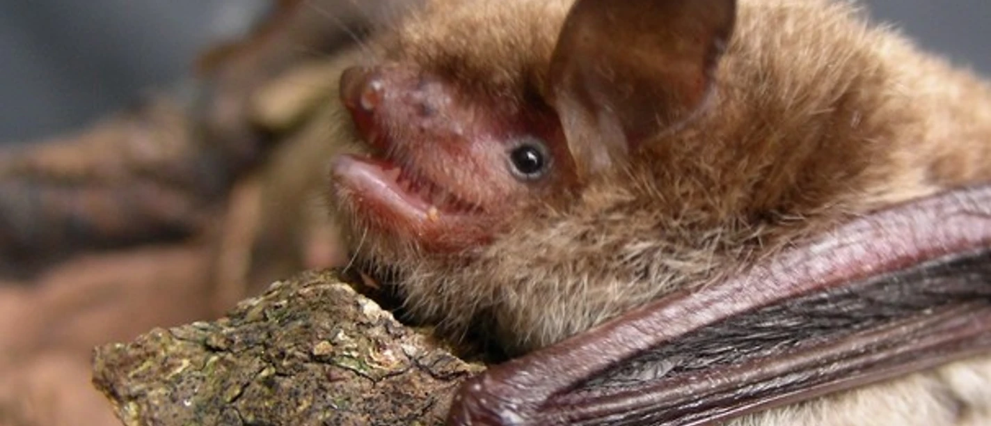 Fledermaus.jpg