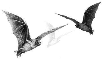 Batnight_Banner2_Web.jpg