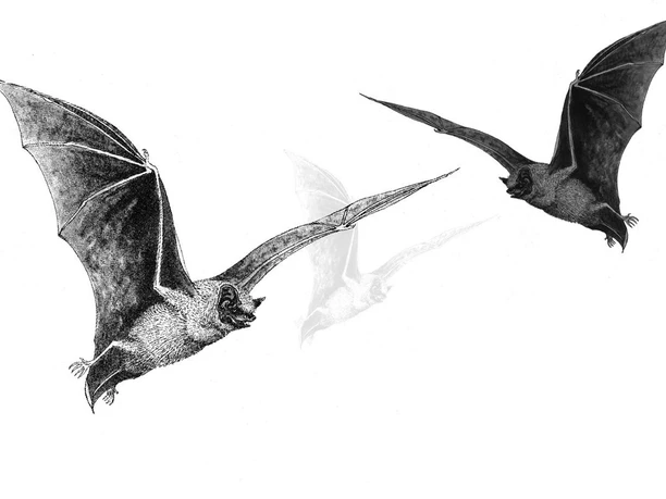 Batnight_Banner2_Web.jpg