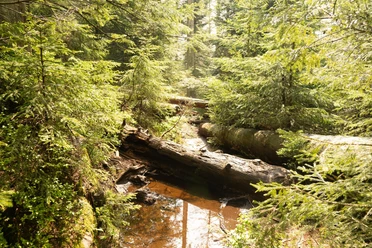 Nationalpark Schwarzwald