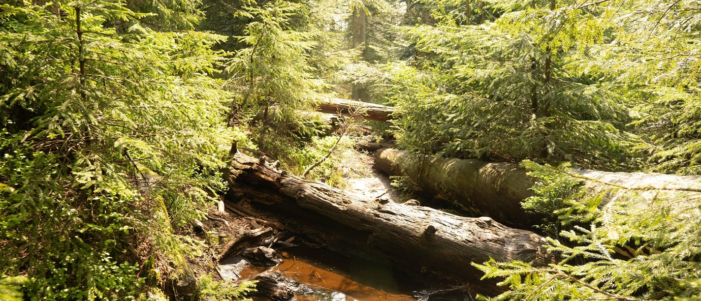 Nationalpark Schwarzwald