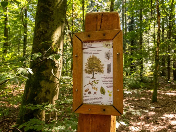 Königsforst Infotafel zur Rotbuche an einem Holzpfosten im grünen Königsforst