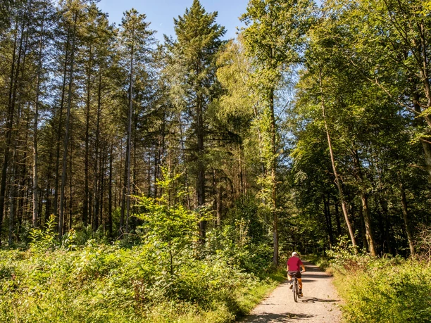 Königsforst Radfahrer auf sonnigem Waldweg im Königsforst bei Köln