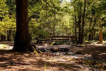 Königsforst Sonnenlicht fällt durch Bäume auf Bach und Holzbrücke im Kölner Königsforst