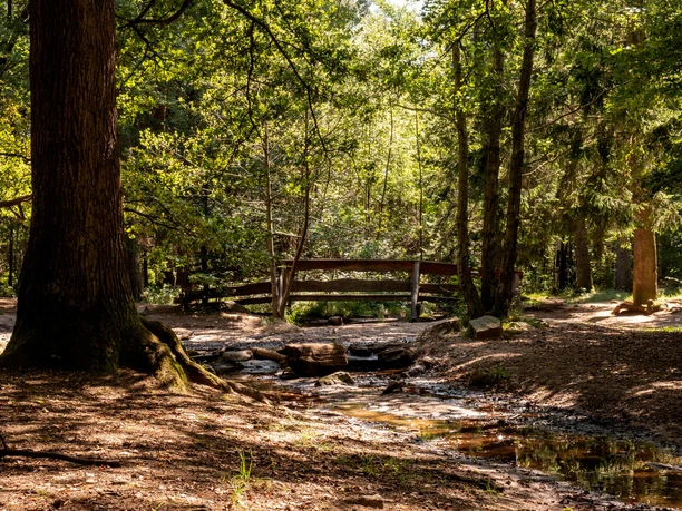 Königsforst Sonnenlicht fällt durch Bäume auf Bach und Holzbrücke im Kölner Königsforst