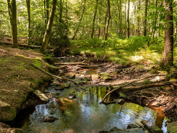 Königsforst Sonnenlicht fällt durch dichten Wald auf einen Bach im Königsforst.