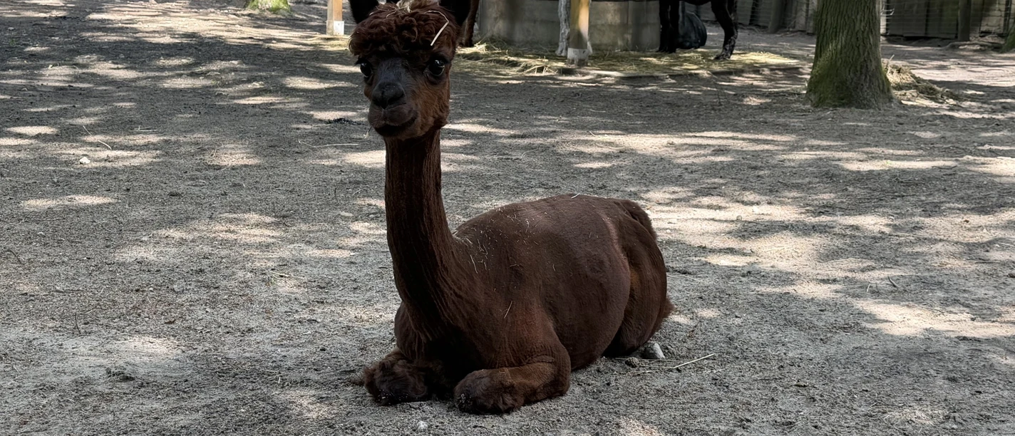 Alpaka.jpeg Braunes Alpaka liegt im Schatten eines Geheges, weitere Alpakas stehen am Futterplatz.