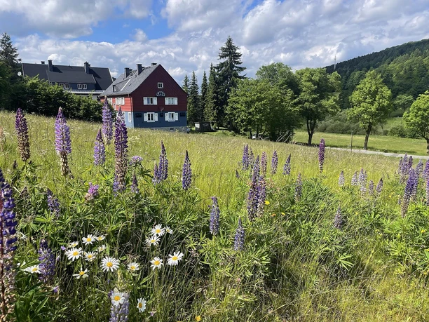Sommer in Rehefeld