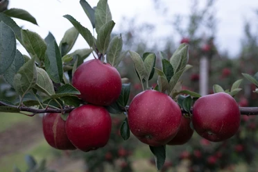 Äpfel