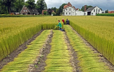 Flachsfeld Ohne.jpg