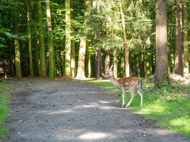 Waldbaden im Freiherr-von-Wintzingerode-Park (Bad Sassendorf) II