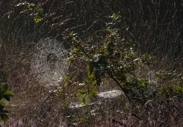 Spinnennetze