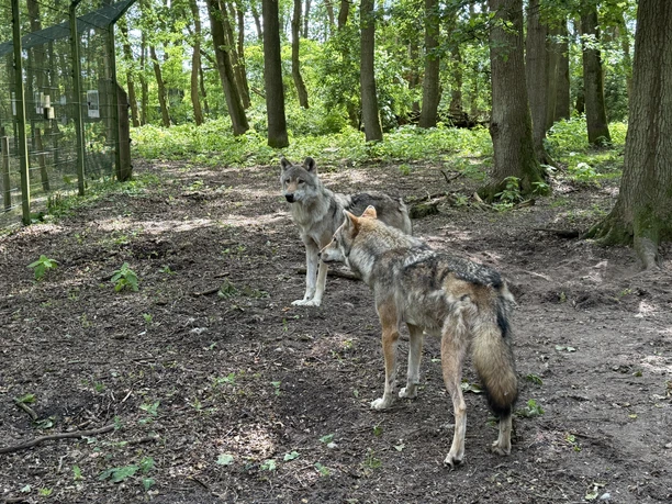 Wolfcenter Dörverden.jpeg Zwei Wölfe in einem bewaldeten Gehege im Wolfcenter Dörverden.