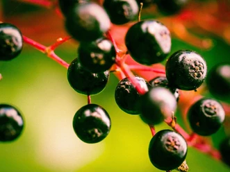 Beeren