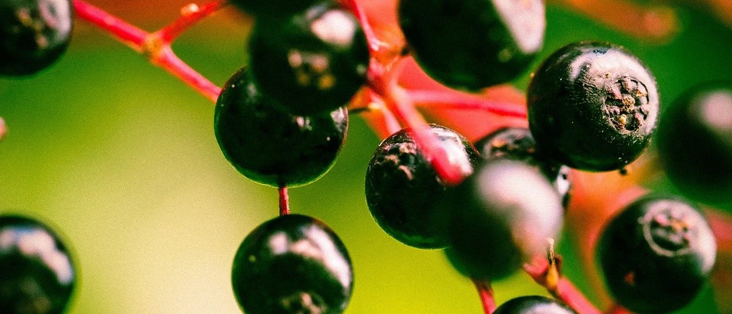Beeren