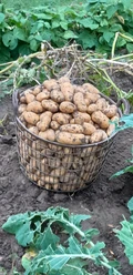 Knollentag Kartoffel in Korb