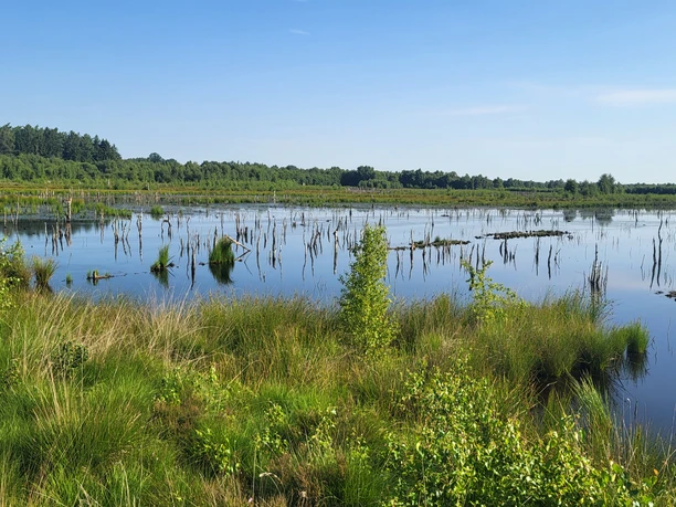 Theikenmeer-Runde - Hümmling-Pfade_Blick auf die Wehmer Dose im Sommer ©Naturpark Hümmling.jpg