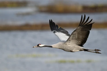 Flug des Kranichs im NSG Theikenmeer ©Andreas Schüring (1).JPG