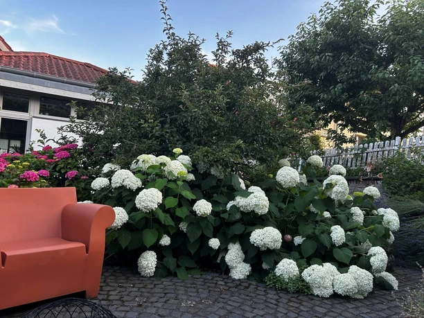 Ein Garten mit farbenfrohen Bauernhortensien im Hintergrund und weißen Schneeballen im Vordergrund. Ein Busch und ein Gartensessel sind ebenfalls zu erkennen
