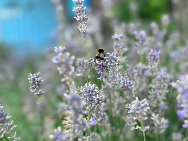 Nahaufnahme einer Hummel auf blühendem Lavendel vor einem blauen Schuppen