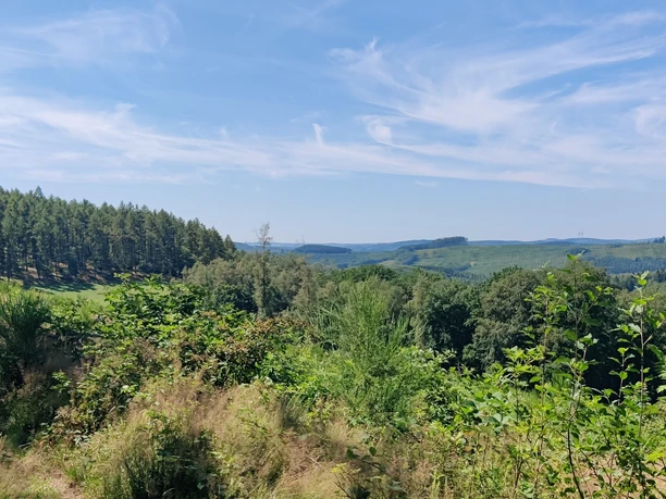 Wald und Weite
