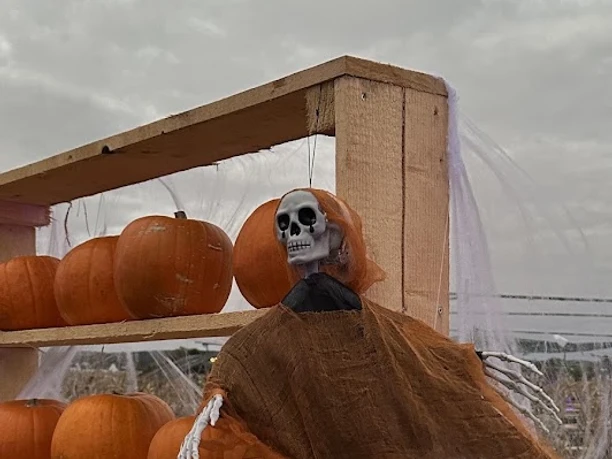 Halloween bei Pauls Bauernhof Ein Skelett mit einem Umhang hängt neben einem Regal, das mit orangefarbenen Kürbissen gefüllt ist