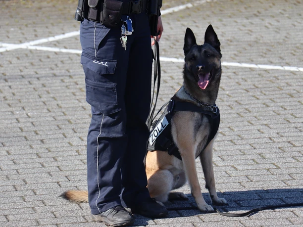 Zollhund_Tag der offenen Tür_Hauptzollamt Osnabrück