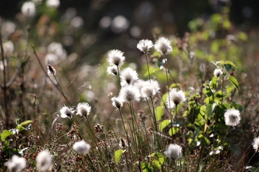 hobbyknipse-cotton-grass-5259822.jpg