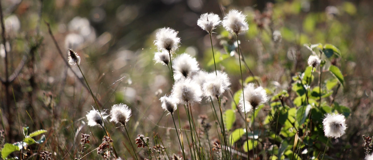 hobbyknipse-cotton-grass-5259822.jpg