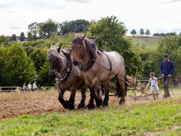 Zwei Pferde ziehen einen Pflug über ein Feld, Mann und Kind führen das Gespann.
