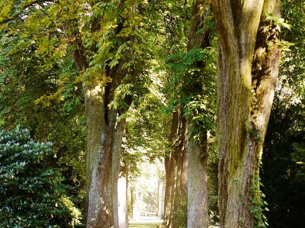 Baumallee auf dem Alten Friedhof Offenbach