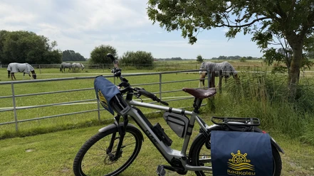 Radtour Hooksiel–Jever RadKaleu-Fahrrad an einer Weide auf der Radtour von Hooksiel nach Jever