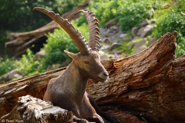 liegender Steinbock im Bergwildpark Meißner (c)Peter Kerst CC-BY.jpg