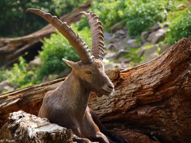 liegender Steinbock im Bergwildpark Meißner (c)Peter Kerst CC-BY.jpg