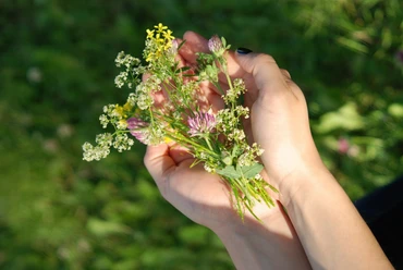 Wild-Pflanze in der Hand