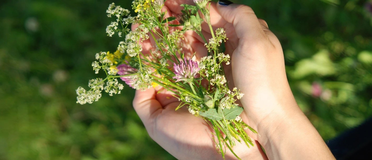 Wild-Pflanze in der Hand