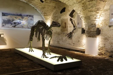 Museum Haus Hövener - Dinosaurierskelett