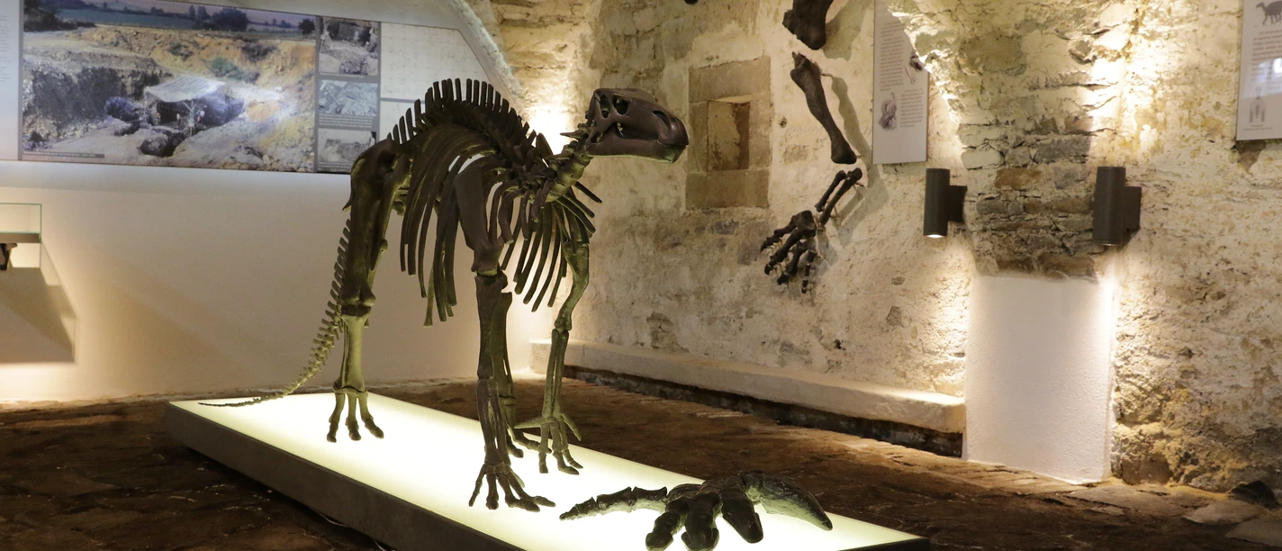 Museum Haus Hövener - Dinosaurierskelett