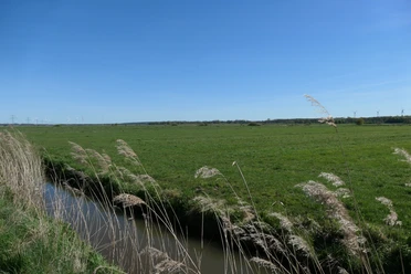 Weite grüne Wiesen mit Graben, Schilf und Windrädern am Horizont.