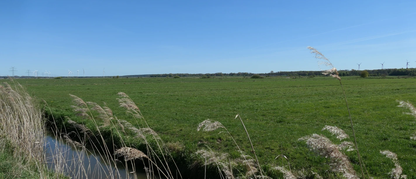 Weite grüne Wiesen mit Graben, Schilf und Windrädern am Horizont.