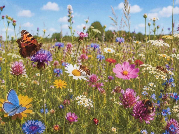 Wettermuseum Blumen und Insekten.jpg