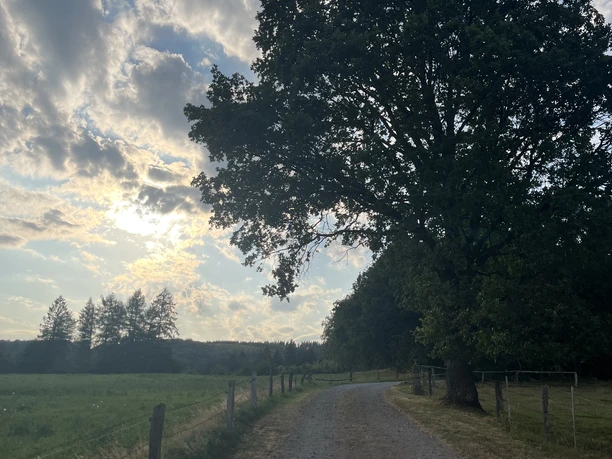 Baum mit sonnigem Hintergrund