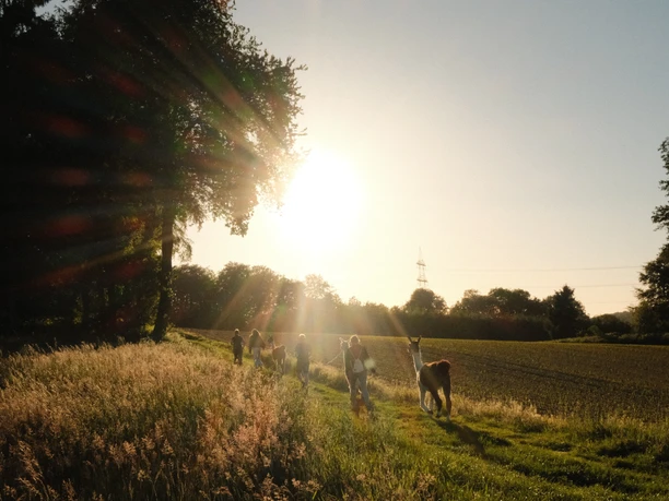 Luisenhof-Lamas_Lamawanderung_Sundowner.jpg